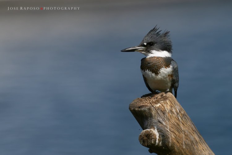 Belted Kingfisher