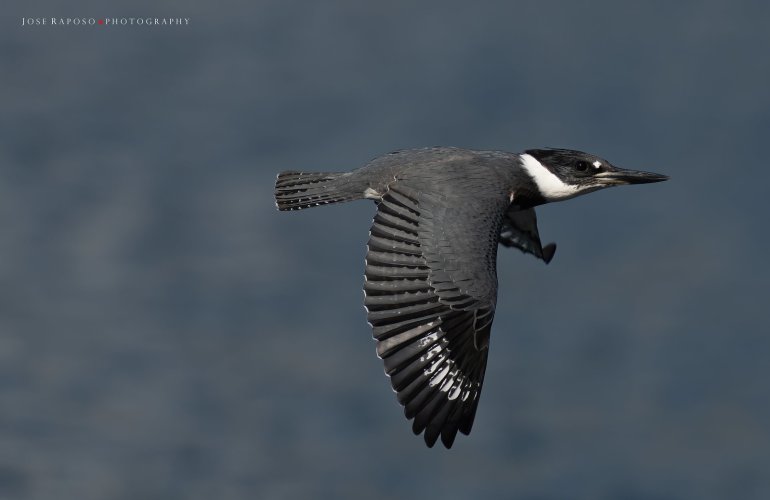 Belted Kingfisher