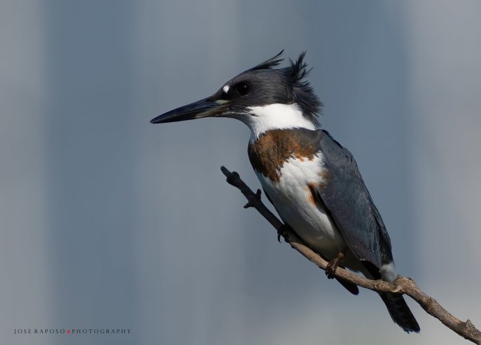 Belted Kingfisher