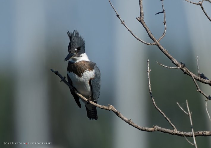 Belted Kingfisher stare staredown.