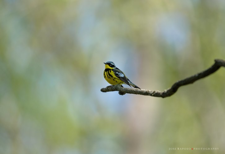 Magnolia Warbler