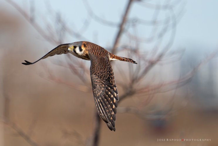 American Kestrel female flyby