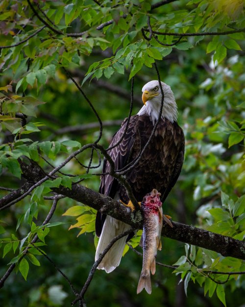 Eagle having breakfast