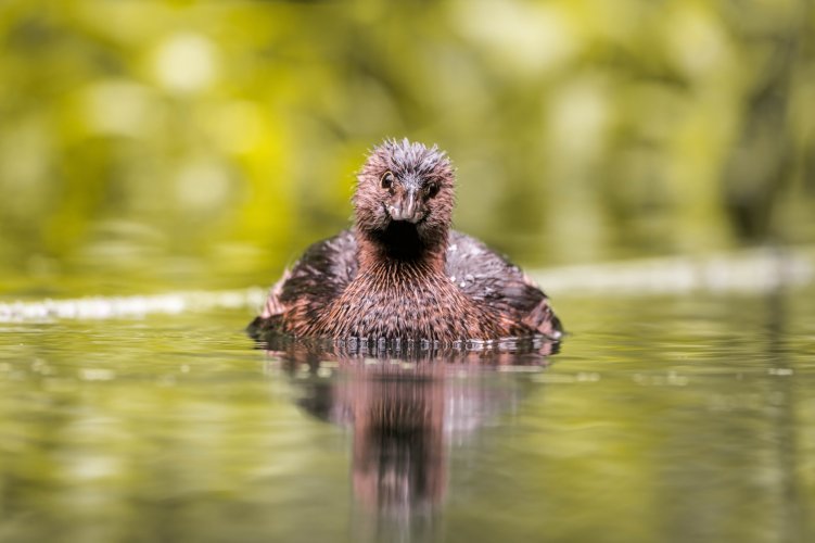 grebe DEVOURING a crawfish!