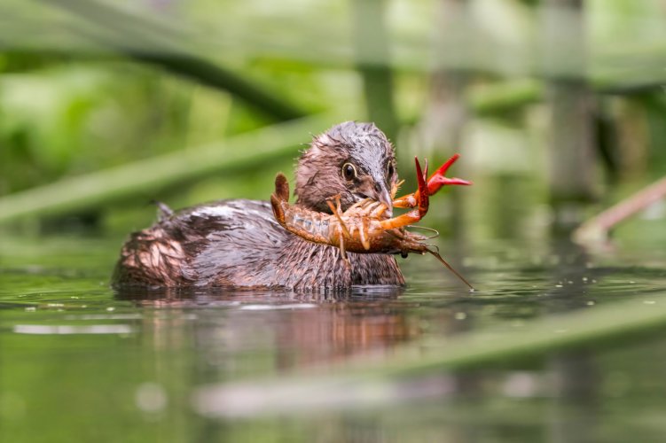 grebe DEVOURING a crawfish!