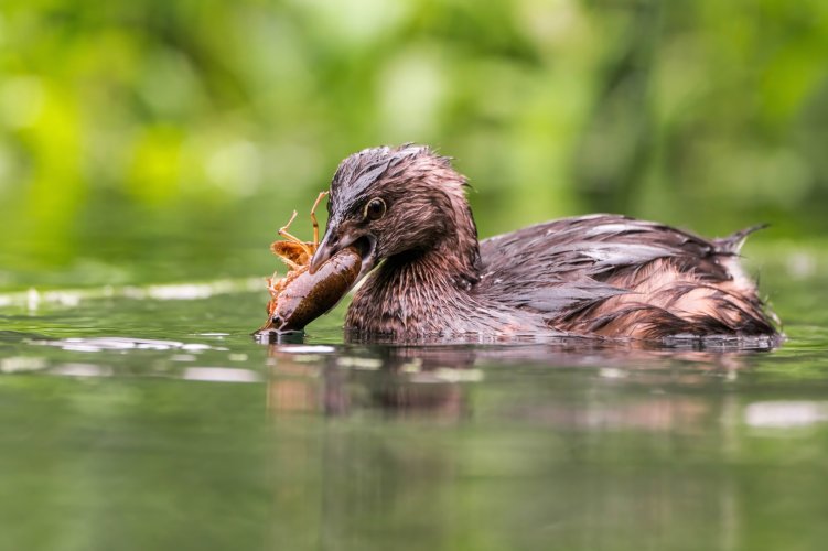 grebe DEVOURING a crawfish!