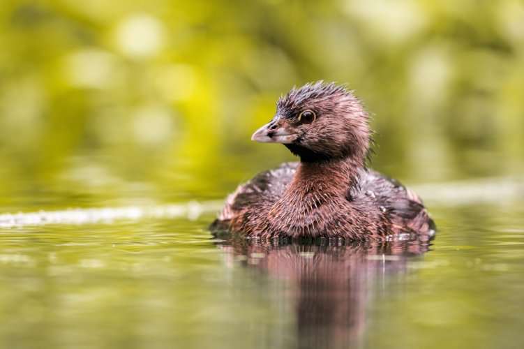 grebe DEVOURING a crawfish!