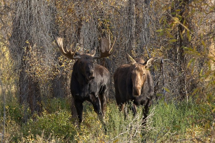 Moose in the Tetons