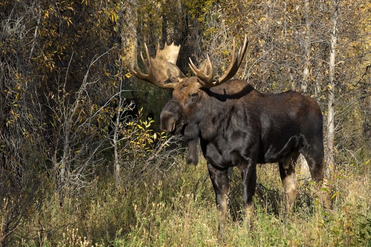 Moose in the Tetons