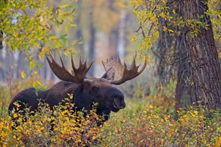 Moose in the Tetons