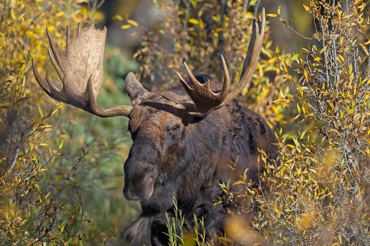 Moose in the Tetons