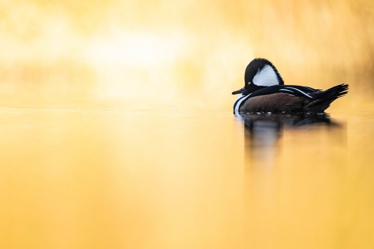 hooded merganser in an autumnal pond