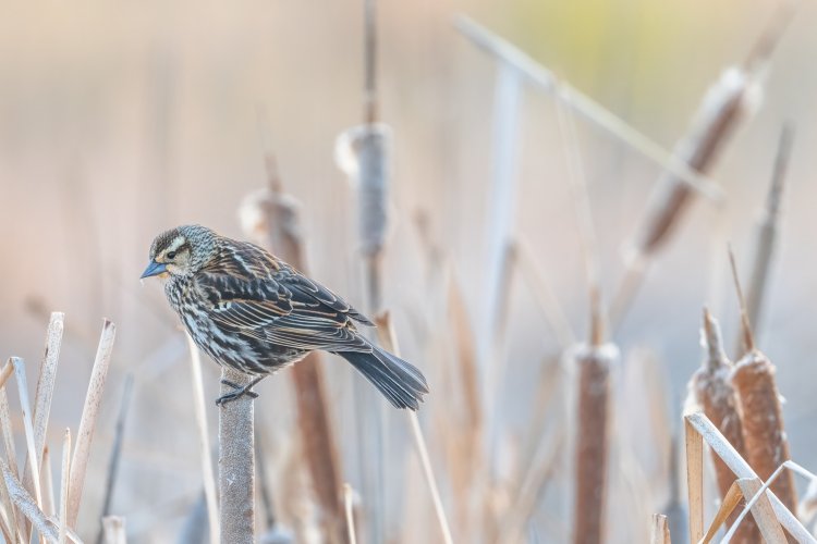 Red-winged Blackbird images