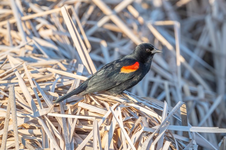 Red-winged Blackbird images