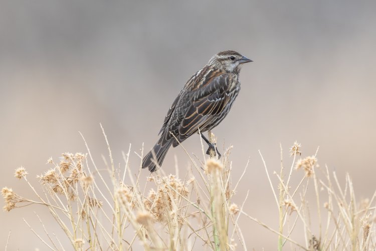 Red-winged Blackbird images