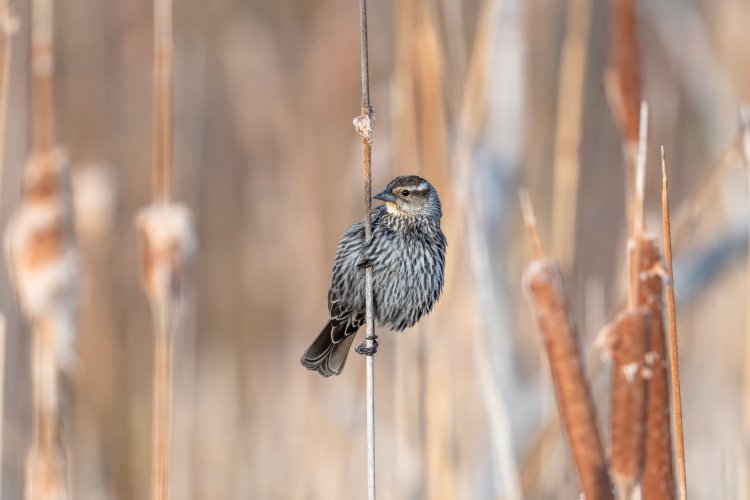 Red-winged Blackbird images