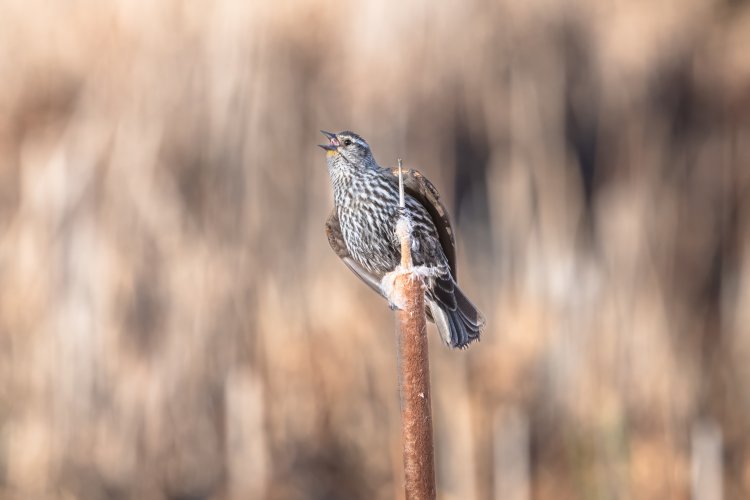 Red-winged Blackbird images