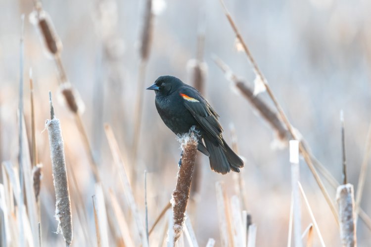 Red-winged Blackbird images