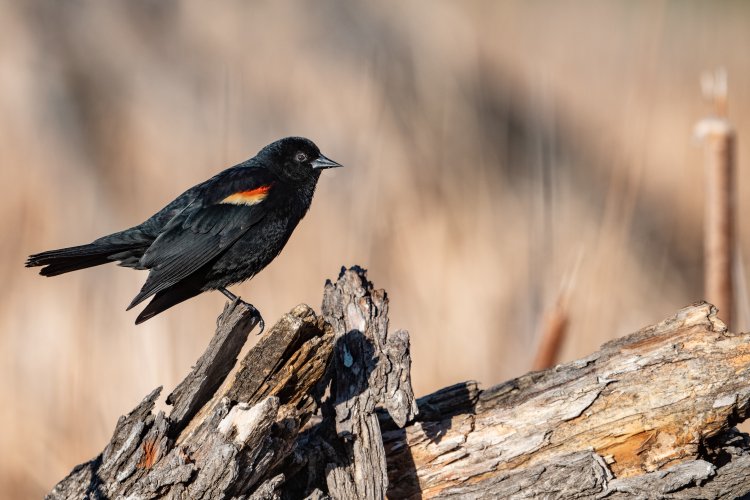 Red-winged Blackbird images