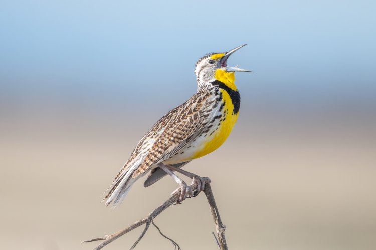 I love Meadowlarks