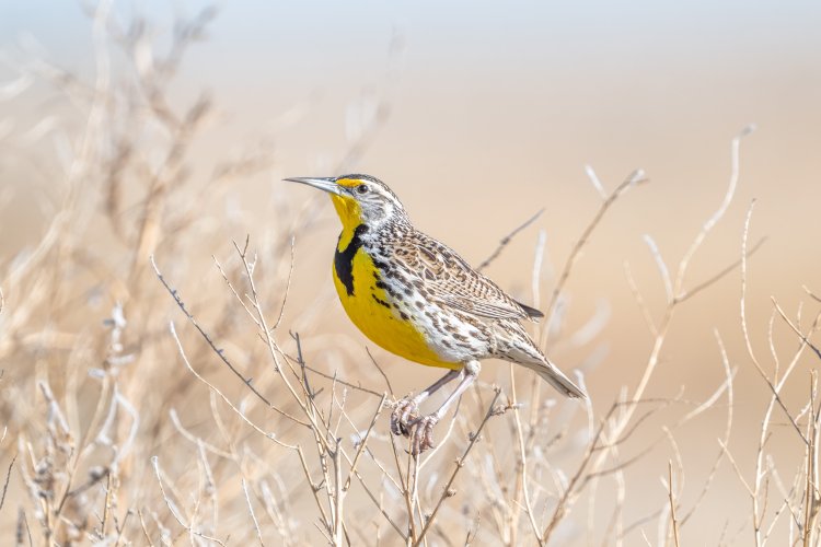 I love Meadowlarks