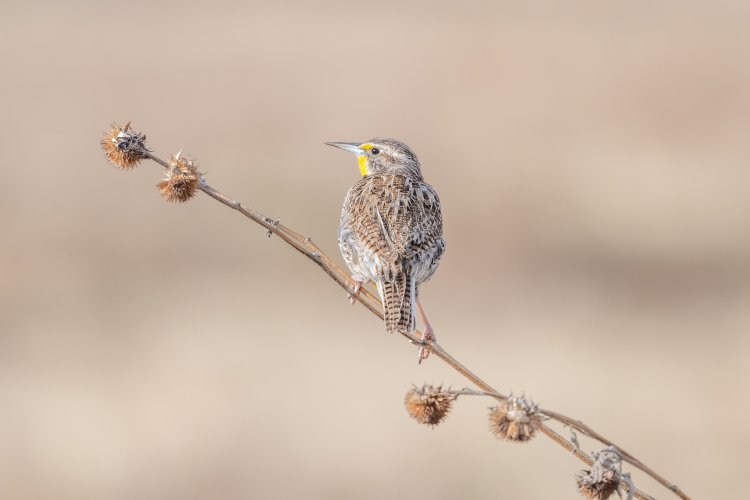 I love Meadowlarks