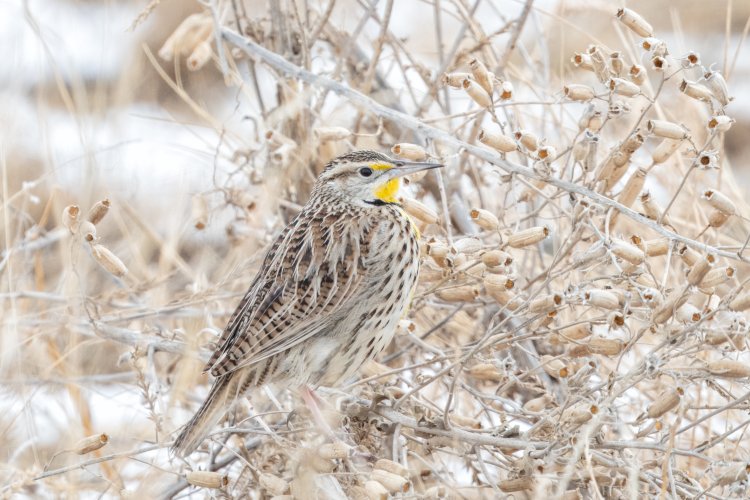 I love Meadowlarks