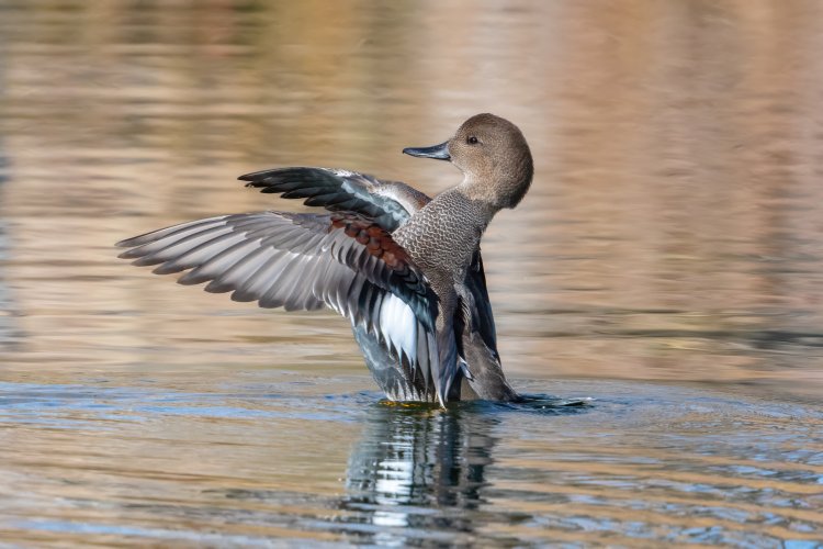 Some Gadwall images