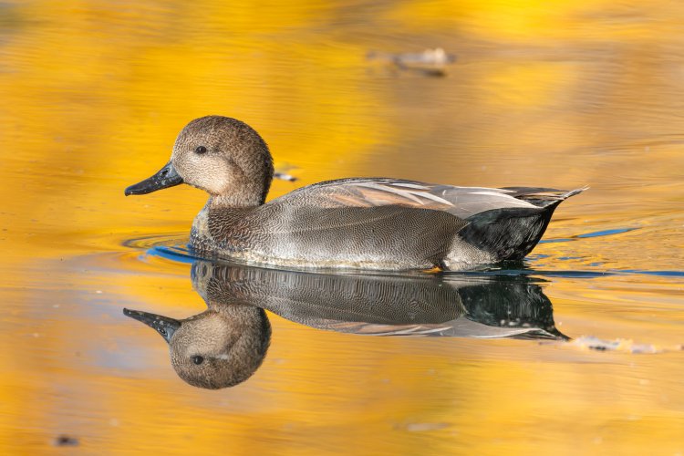 Some Gadwall images