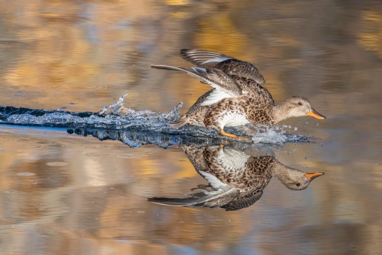 Some Gadwall images