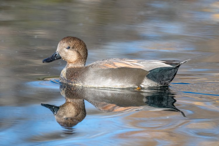 Some Gadwall images