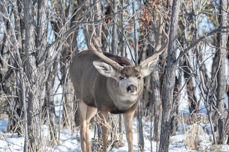 Mule Deer in thicket