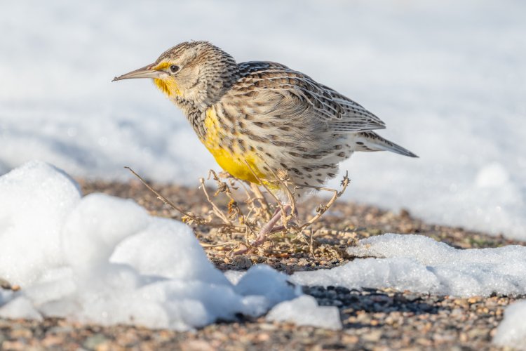 Meadowlark in snow