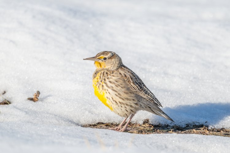 Meadowlark in snow