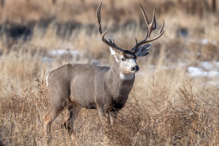 Mule Deer in snow