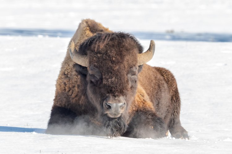 Buffalo resting in snow