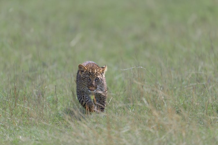 Masai Mara - Z9, 400mm f2.8 TC