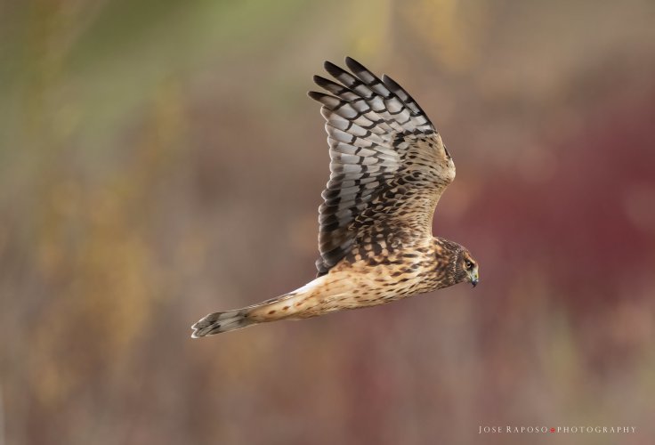 Northern Harrier flyby