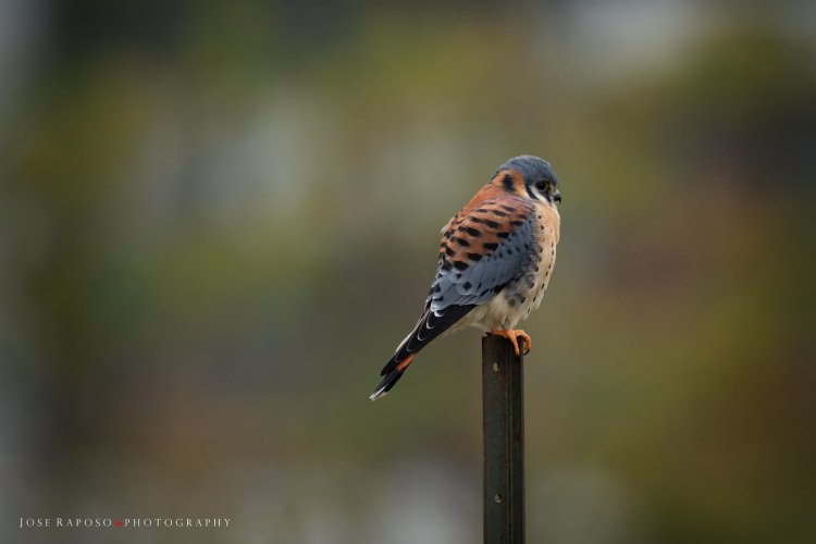 Some American Kestrels