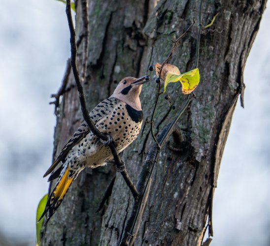 Yellow shafted Northern flicker