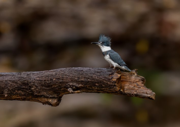 Male belted kingfisher