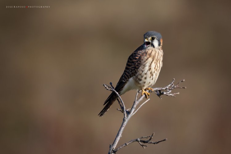 American Kestrels, male and female