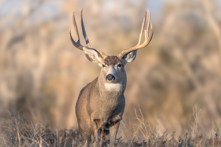 Mule Deer