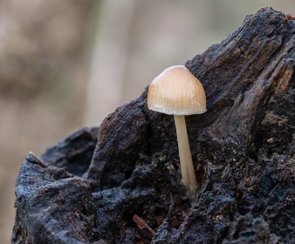 Bonnet mushroom