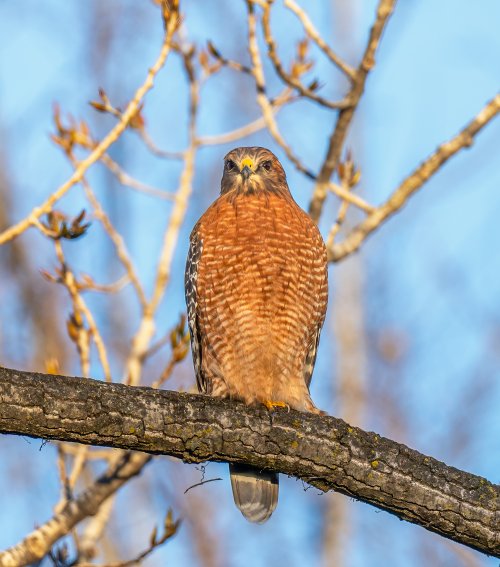 A red shouldered hawk at sunrise