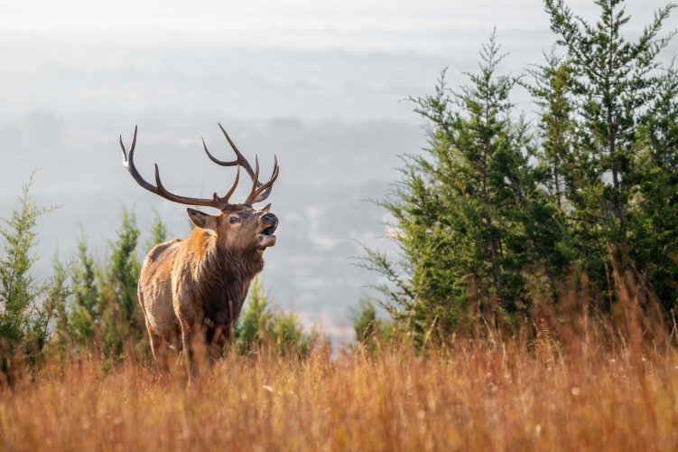 Young bull Elk bugling