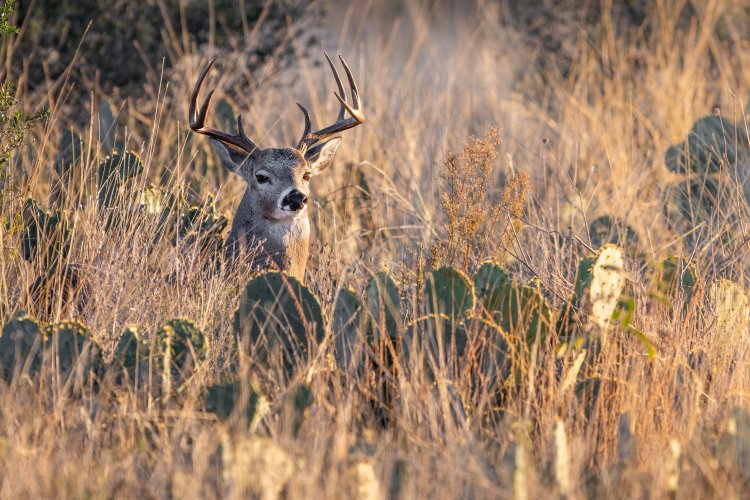 Whitetail & Prickly Pear