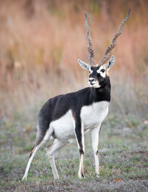 Blackbuck Antelope