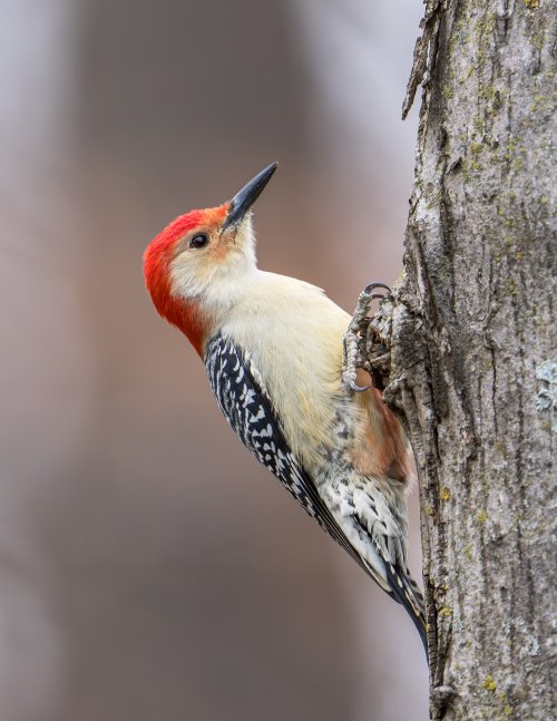 Red bellied woodpecker