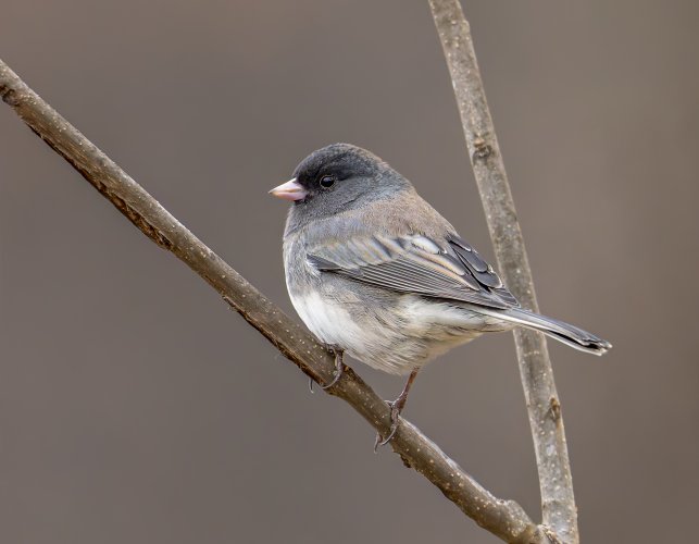 Dark eyed junco